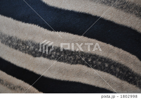 シマウマ 1802998