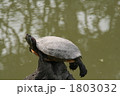 バランス亀 1803032