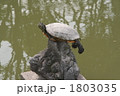 バランス亀 1803035