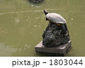 バランス亀 1803044