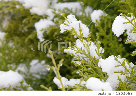 ゴールドクレストに積もった雪 1803068