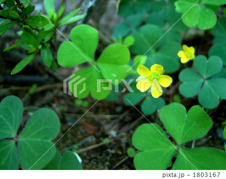 カタバミの花と葉 1803167