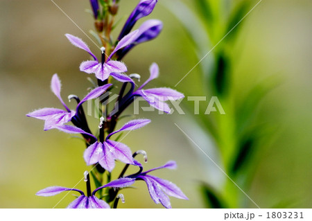 サワギキョウ サワギキョウ 1803231