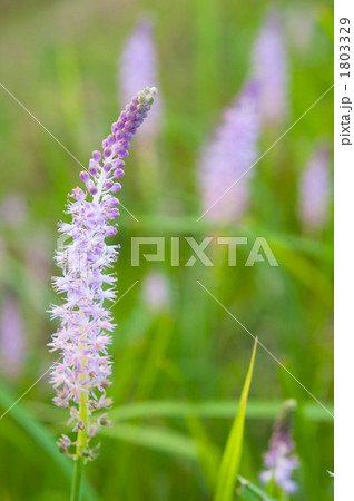 淡いツルボ 淡いツルボ 1803329