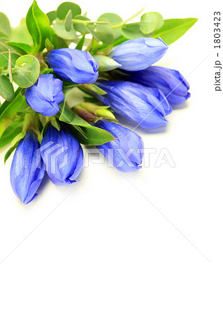 リンドウ 1803423