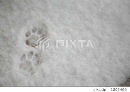 猫の足跡♪ 猫の足跡♪ 1803466