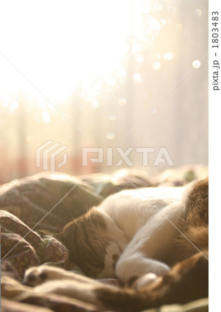 陽だまりでお昼寝にゃんこ♪ 陽だまりでお昼寝にゃんこ♪ 1803483