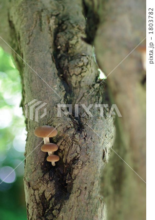 きのこの家族 1803782