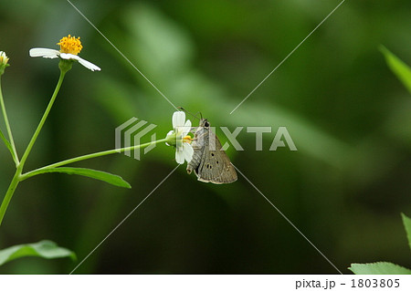 吸蜜するクロボシセセリ 吸蜜するクロボシセセリ 1803805