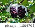 ぶどう 1804705