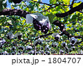 ぶどう 1804707