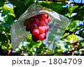 ぶどう 1804709