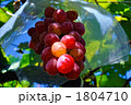 ぶどう 1804710