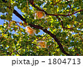 ぶどう 1804713