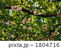 ぶどう 1804716