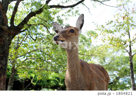 宮島のシカ 1804821