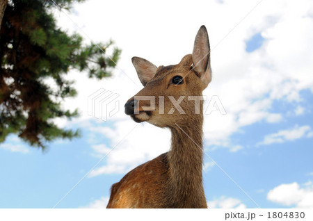 宮島のシカ 1804830