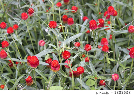 千日紅 千日紅 1805638