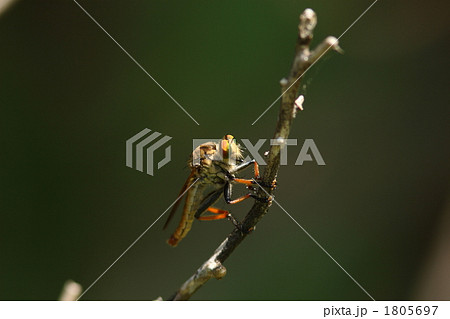 アオメアブ 1805697