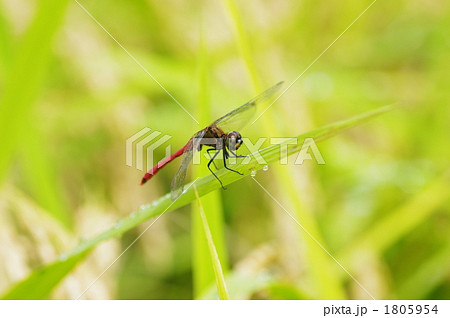 トンボ 1805954