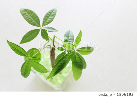 パキラ 観葉植物 パキラ 観葉植物 1806192