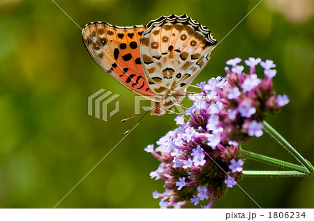 ツマグロヒョウモン 1806234