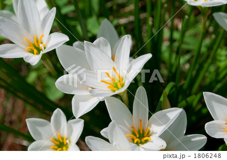タマスダレ タマスダレ 1806248