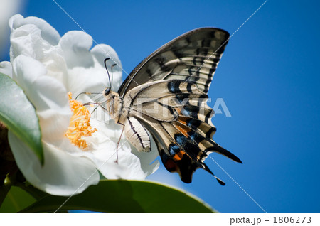 アゲハチョウ 1806273