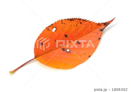 秋の落ち葉のイメージに。 1806302