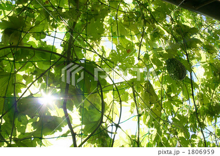 緑のカーテン 緑のカーテン 1806959