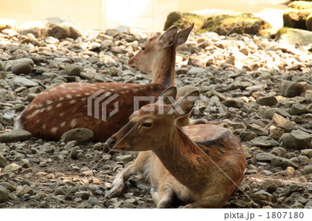 鹿　メス　新潟県弥彦公園９ 1807180
