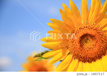 秋咲のひまわり 1807517