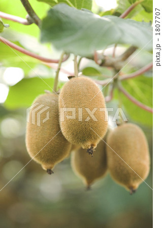 キウイフルーツ畑 キウイフルーツ畑 1807707