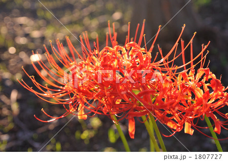 きらめく彼岸花 1807727