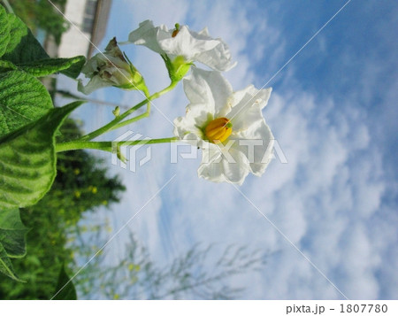じゃがいもの花 1807780