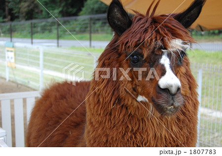 遠くを見つめるアルパカ 遠くを見つめるアルパカ 1807783