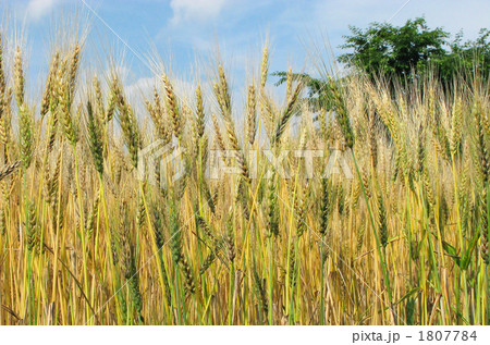 麦畑 麦畑 1807784