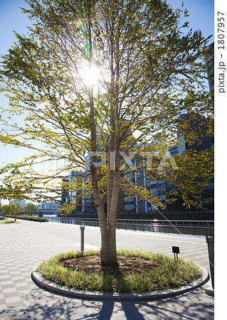 都会で育つ植樹の木カツラ 1807957