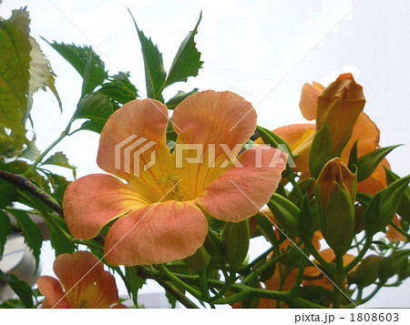 ノウゼンカズラ 花 のうぜんかつらの写真素材