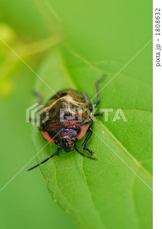 カメムシ 1808632