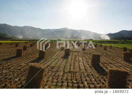 刈り入れの季節 刈り入れの季節 1809072