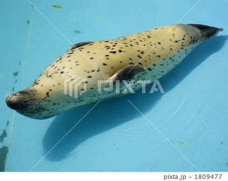 夏バテのゴマフアザラシ 1809477