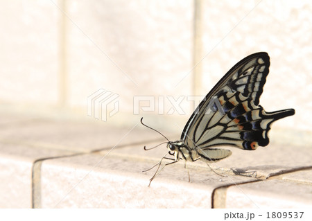 アゲハ蝶01 1809537