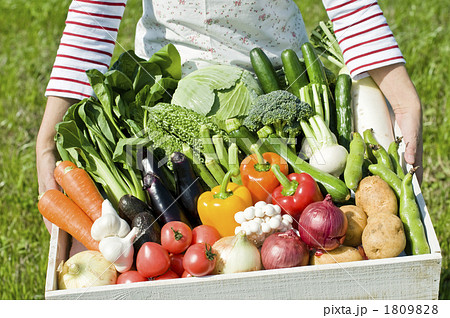 野菜 食材 収穫の写真素材 [1809828] - PIXTA