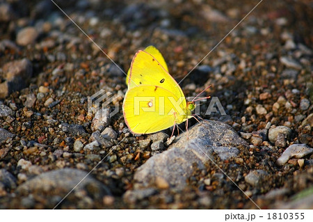 モンキチョウの吸水 1810355