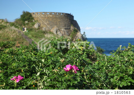 ハマナス咲く葦毛崎 - 青森県八戸市 ハマナス咲く葦毛崎 - 青森県八戸市 1810563