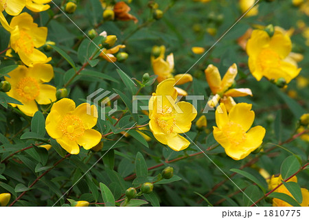 キンシバイ キンシバイ 1810775