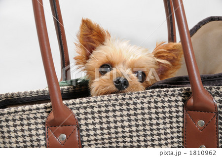 ヨークシャー・テリア 1810962