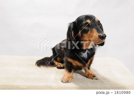 ミニチュア・ダックスフンド 1810980