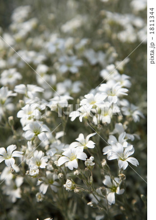 シロミミナグサ 1811344